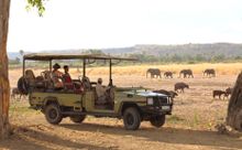 Asilia guests watch elephant