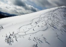 Tree Skiing - Mount Tomamu