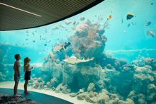Visit Daydream Island with Master Reef Guide Johnny Gaskell