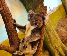Dennis the koala relaxing at Longleat PIC James Dennis