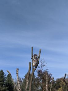 Dennis the koala outside at Longleat's Koala Creek