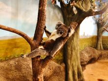 Dennis the koala taking it easy at Longleat PIC James Dennis