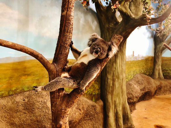 Dennis the koala taking it easy at Longleat PIC James Dennis
