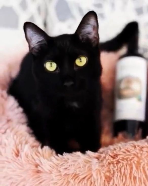 Cat Therapy offers a virtual Wine 101 Workshop w/Cats on May 5, 2020. Cat Therapy offers a virtual Wine 101 Workshop w/Cats on May 5, 2020.