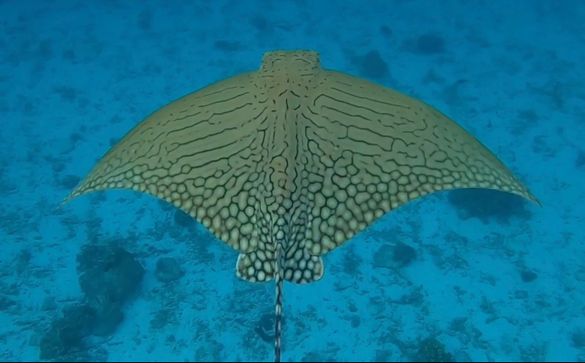 A rare ornate eagle ray spotted off Lady Elliot Island, Queensland A rare ornate eagle ray spotted off Lady Elliot Island, Queensland