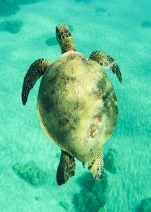 Green sea turtle in Hawaii