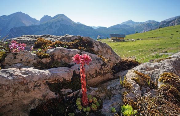 The Sempervivum Dolomiticum flower