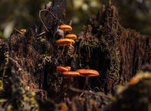 The Magic of the Tarkine, Tasmania
