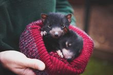 The Tasmanian Devil