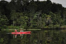 The Tarkine, Tasmania