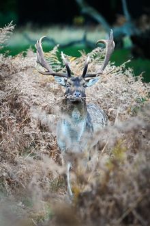 A stag in Richmond Park. Photograph courtesy of Andrew Scriven.