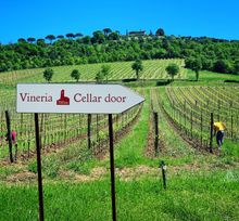 Hard work in the vineyards is the foundation of our wines