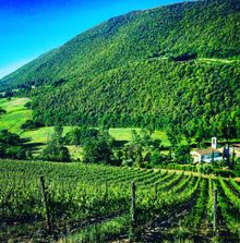 Vineyards and Church