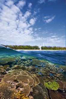 Lady Elliot Island Eco Resort