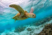 Lagoon Turtle Sunset 2