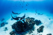 Manta Ray Cleaning Party