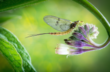 Orvis Virtual Mayfly Festival