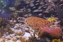 Turtle at John Pennekamp Coral Reef State Park, Key Largo