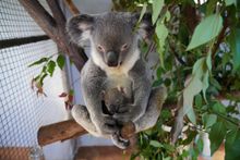 Cooberrie Park Wildlife Sanctuary koala joey