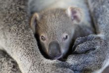 Cooberrie Park Wildlife Sanctuary koala joey