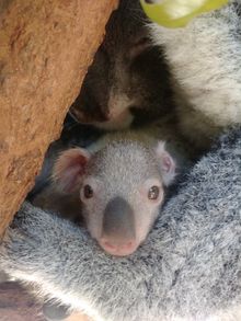 Lone Pine Koala Sanctuary koala joey