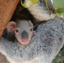 Lone Pine Koala Sanctuary koala joey