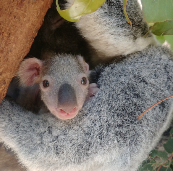 Lone Pine Koala Sanctuary koala joey