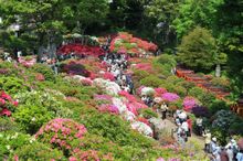Azalea Festival- Nezu Shrine 