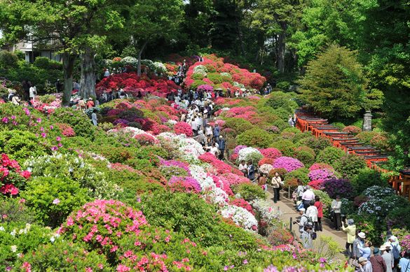 Azalea Festival- Nezu Shrine 