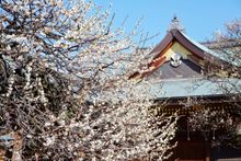 Plum Festival -Bunkyo Ume Matsuri (Yushima-tenmangu Shrine)
