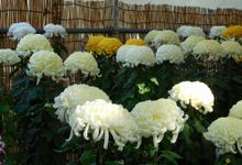 Chrysathemum on Display