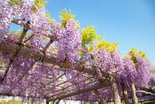 Kameido Tenjin Shrine -Wisteria Festival
