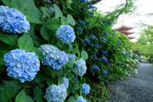 Tokyo Hydrangeas