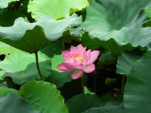 Ueno Park - Lotus (Shinobazu Pond) 