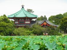 Ueno Park - Lotus (Shinobazu Pond) 