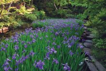 Rabbit ear iris in front of the tea house in May