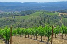 Vineyards_summer_Alexander_Valley_Sonoma_County_009