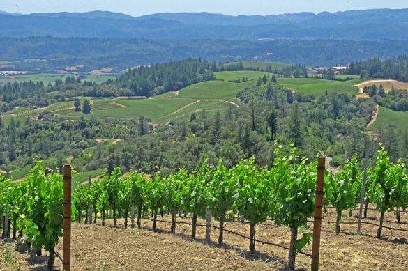Vineyards_summer_Alexander_Valley_Sonoma_County_009