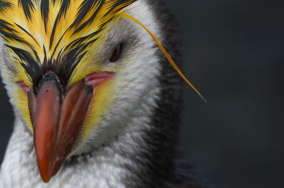 Macaroni Penguin, Sub-Antarctic Islands. Macaroni Penguin, Sub-Antarctic Islands.