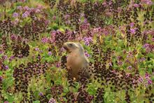 Wildlife, Sub-Antarctic Islands