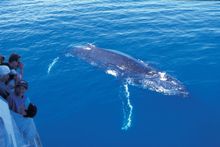 Humpback whale encounter