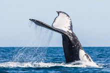 Humpback whales migrating along Queensland's coast