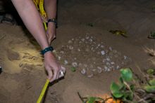 Measuring the turtle nest at Mon Repos