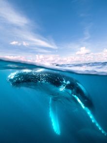 Hervey Bay anounced as world's first Whale Heritage Site
