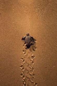 Baby turtle leaving its nest and heading to the ocean at Mon Repos Turtle Centre
