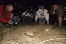 Visitors inspecting  a loggerhead turtle nest with the ranger at Mon Repos