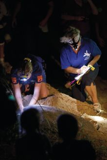 Volunteering with the rangers at Mon Repos Turtle Centre