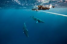 Swimming with dwarf minke whales in Queensland