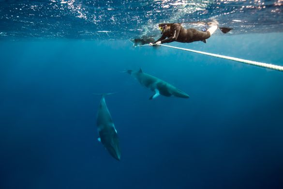 Swimming with dwarf minke whales in Queensland