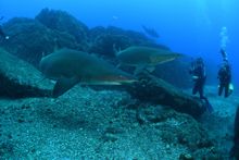 Diving with grey nurse sharks at Wolf Rock